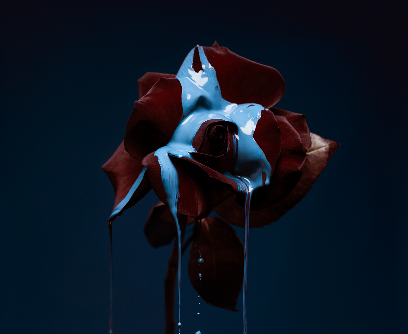 Close-up of a red rose with blue paint dripping down its petals against a dark blue backdrop, creating a striking contrast.