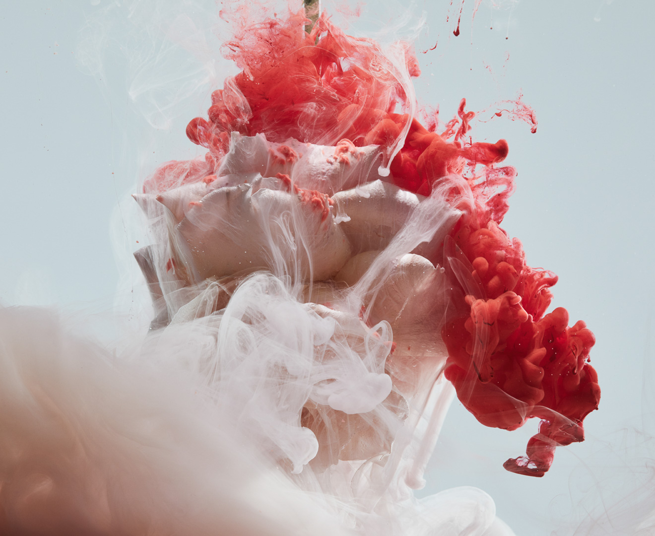 Artistic shot of a white rose surrounded by plumes of red and white ink against a light blue backdrop in a studio setting.