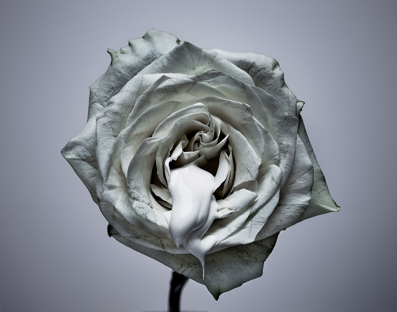 Artistic macro image of a white rose blossom with a swirl of white liquid in its center, presented against a soft gray background.