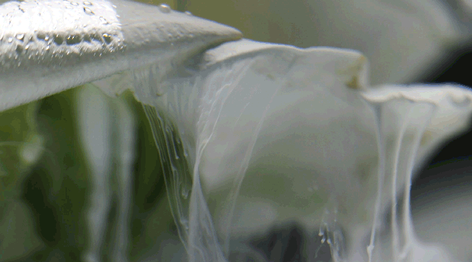 Macro shot of melting white substance forming delicate translucent threads against a dark background