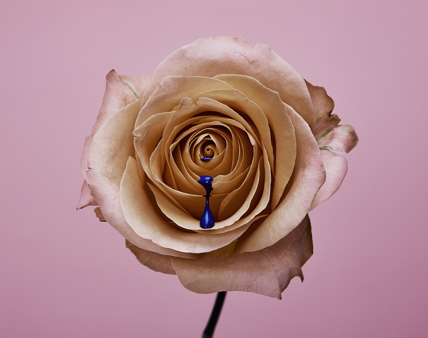Close-up of a pale peach rose with a single droplet of cobalt blue liquid suspended on a petal against a solid light pink background.