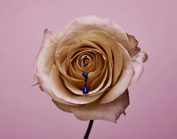 Vicki Lee