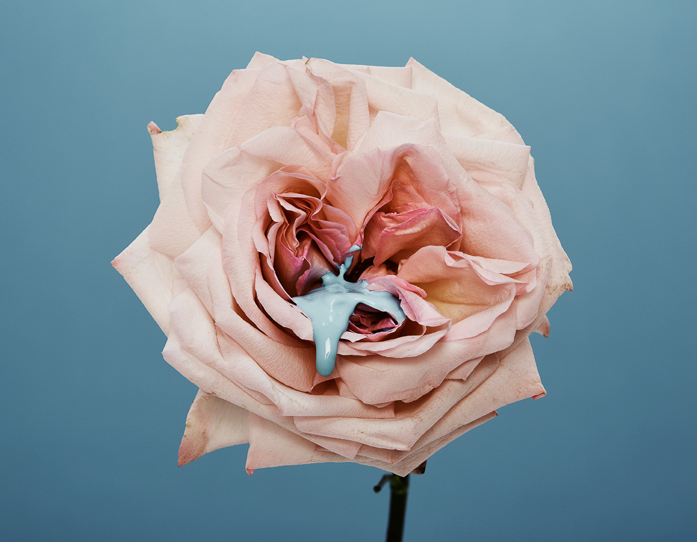 Close-up studio shot of a pink rose with blue paint dripping from the center, set against a solid blue background. Floral art.