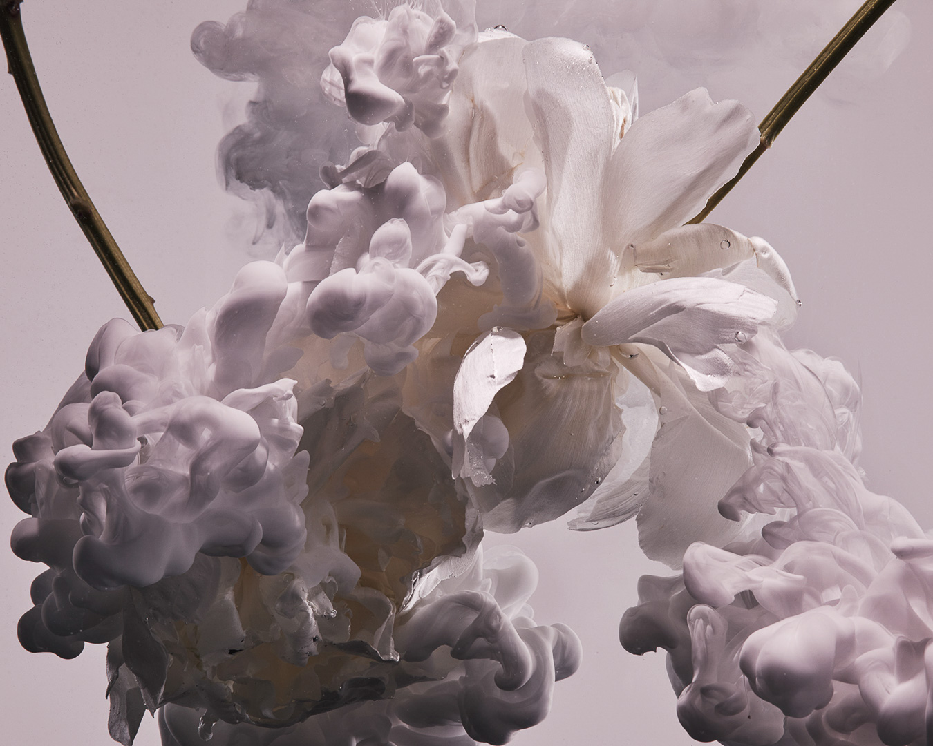 Macro shot of a white flower submerged in milky white liquid, creating a soft, dreamy, abstract floral composition on a light backdrop.