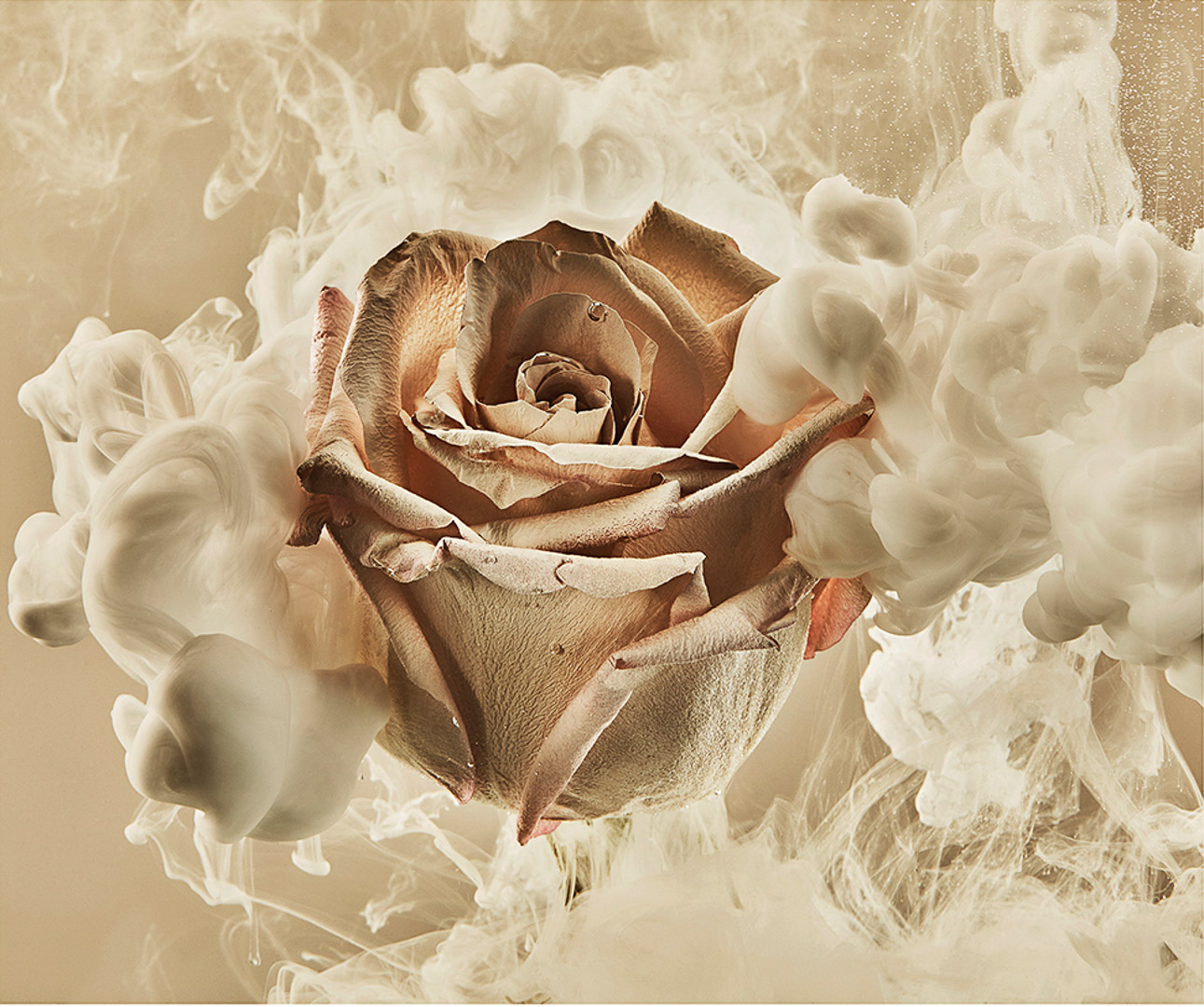 Close-up of a beige rose surrounded by smoky white ink in water, creating a soft and ethereal floral art composition.