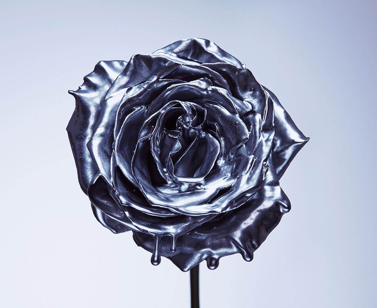 Close-up of a lustrous metallic silver rose with drips of silver liquid, centered on a light gradient background, studio-lit.
