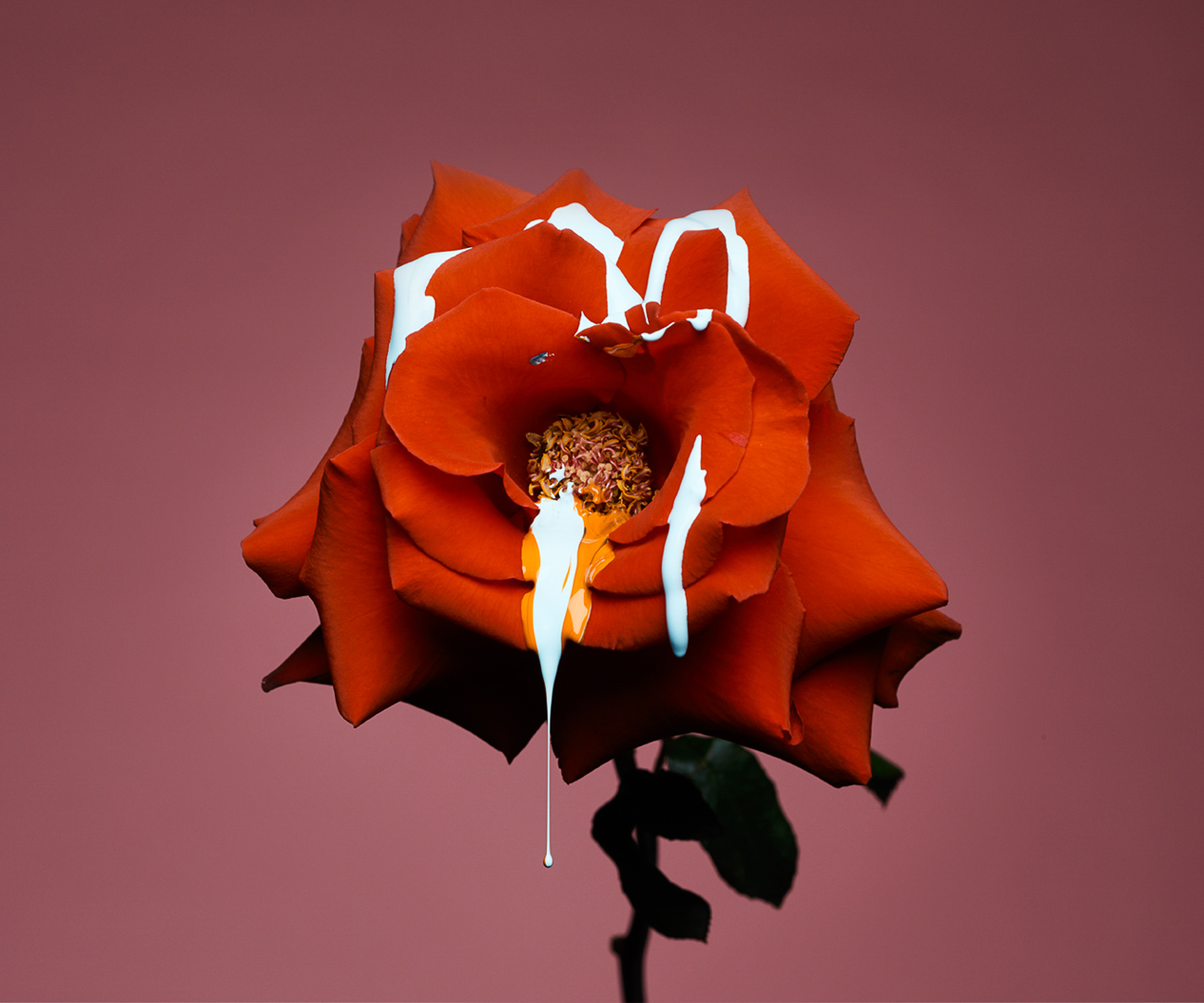 Striking close-up of a single red rose with white paint cascading down its petals, set against a dark pink studio backdrop.