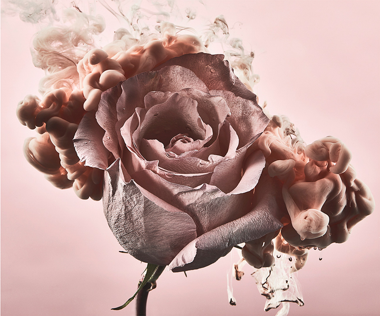 Close-up of a dusty pink rose surrounded by swirls of opaque smoke on a light pink background in a studio setting. Art photography.