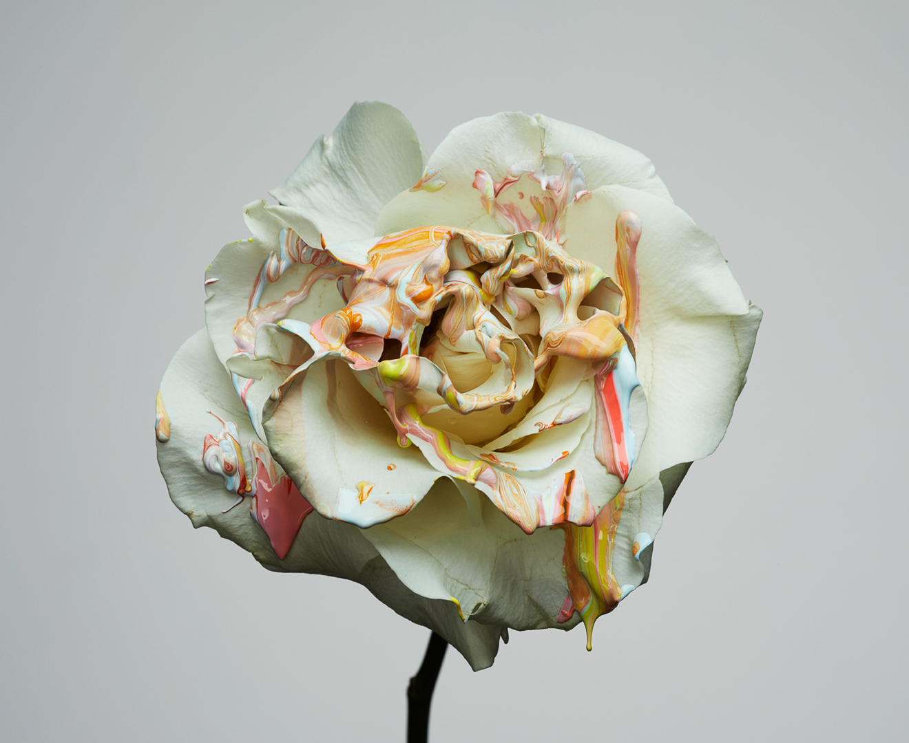 Close-up of a white rose with colorful drips of paint, studio lit against a grey background, highlighting floral art and color play.