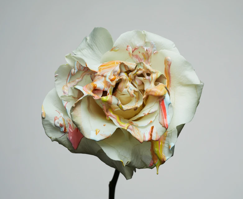 Close-up of a white rose with colorful drips of paint, studio lit against a grey background, highlighting floral art and color play.