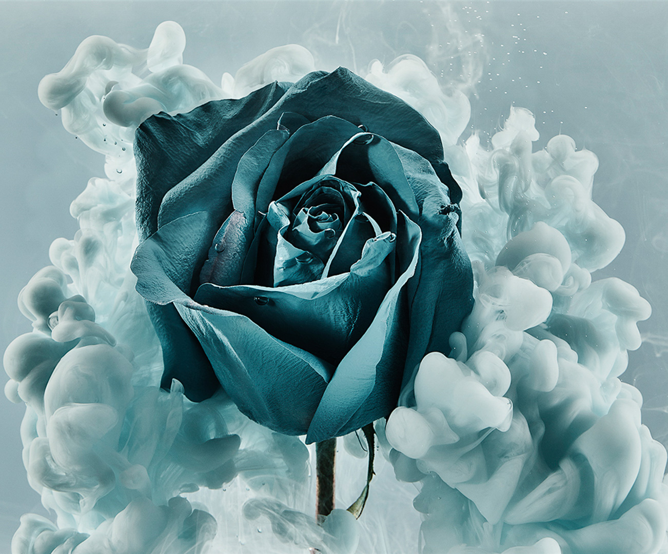 A single teal rose in bloom with wisps of white smoke around it. The rose is fully open, and the petals are visible.