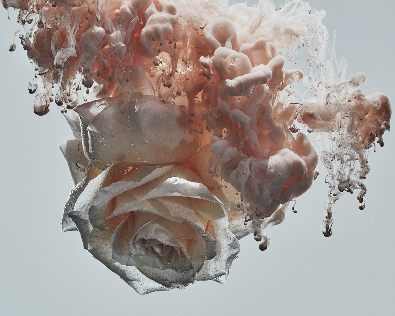 Dramatic, close-up studio shot of a rose bloom in a pale, neutral color palette, surrounded by smoky plumes of pigment.