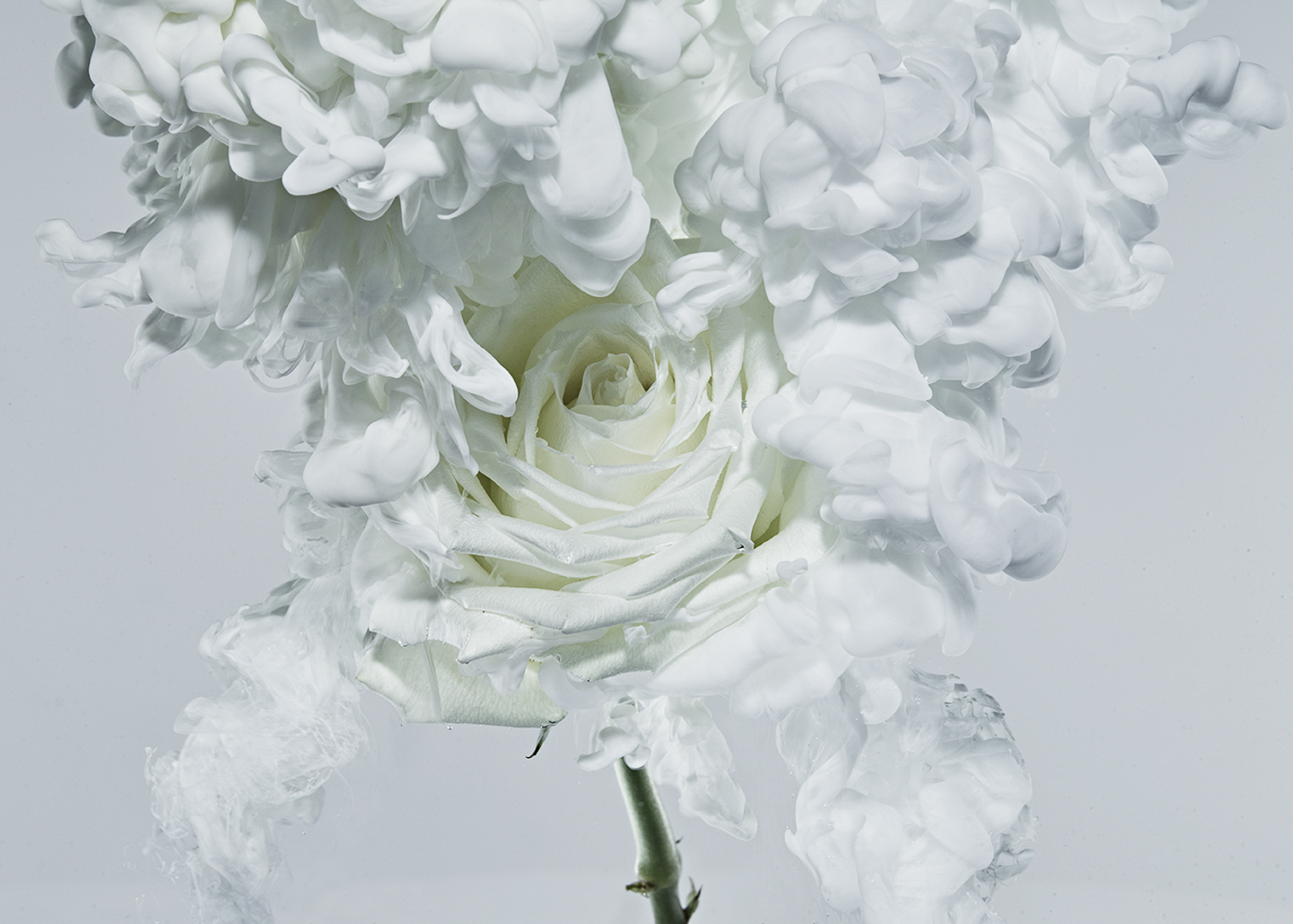 Elegant close-up of a white rose surrounded by ethereal white smoke, creating a mesmerizing floral display against a soft gray background.