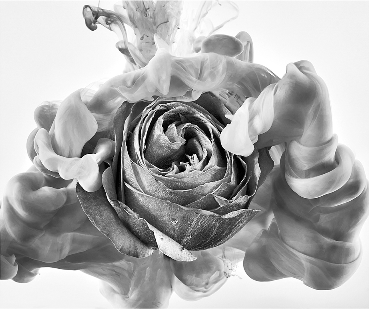 Monochrome image of a rose with swirling smoke-like forms surrounding it against a bright background, creating a surreal and artistic effect.