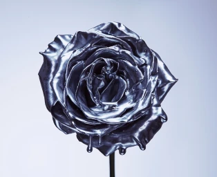 Close up of a single metallic silver rose flower covered in glossy liquid paint dripping downwards against a pale gradient background.