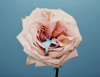 Close-up of a pale pink rose with thick light blue paint dripping from its center against a solid blue background.
