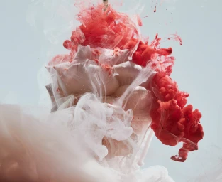 Submerged flower surrounded by billowing clouds of white and red ink in water