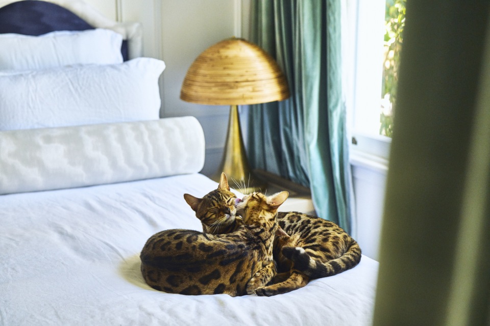 Two bengal cats grooming on a white bed in a room with natural light, with pillows, curtains, and a lamp providing a soft, domestic scene.