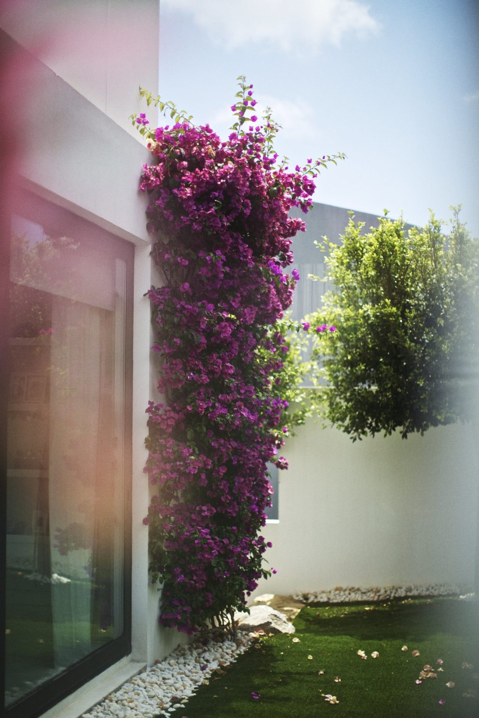 Exterior of a modern building with lush green lawn, white pebble border, and vibrant purple bougainvillea climbing up the wall.