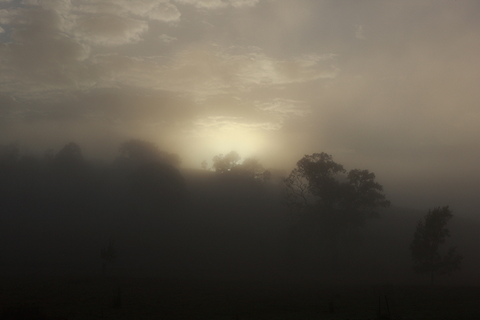 Atmospheric landscape image of trees shrouded in heavy fog, bathed in soft, muted light. The scene evokes a sense of mystery and tranquility.