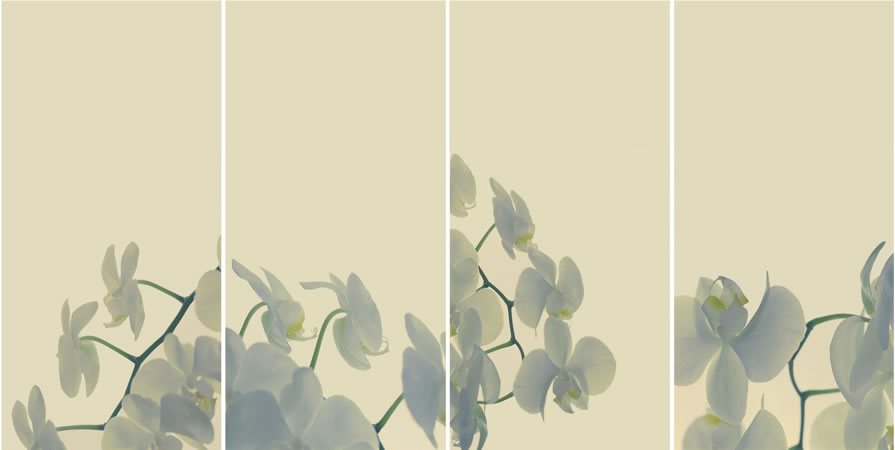 Four-panel image of white orchid blossoms on a pale cream backdrop, showcasing delicate floral details in a botanical art style.