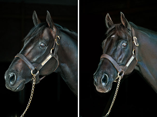 Close-up composite portrait of two dark brown horses wearing leather bridles with gold chain reins, set against a dark background.