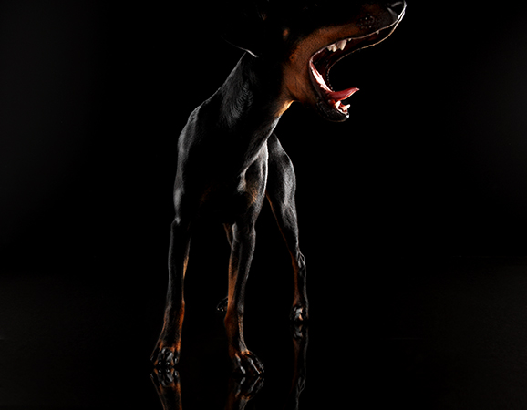 Dramatic studio shot of a Doberman Pinscher with its mouth open, set against a stark black background emphasizing the dog's silhouette.