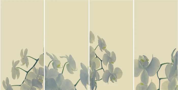 Four vertical panels showing white orchid flowers against a soft cream-colored background, photographed by Penny Clay.