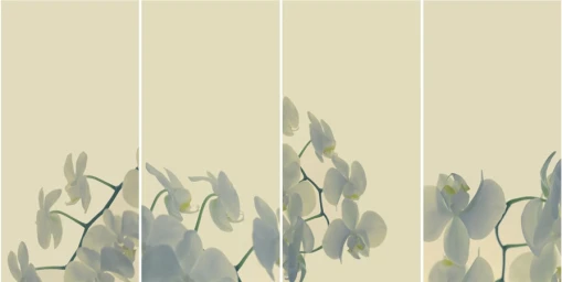 Four vertical panels showing white orchid flowers against a soft cream-colored background, photographed by Penny Clay.