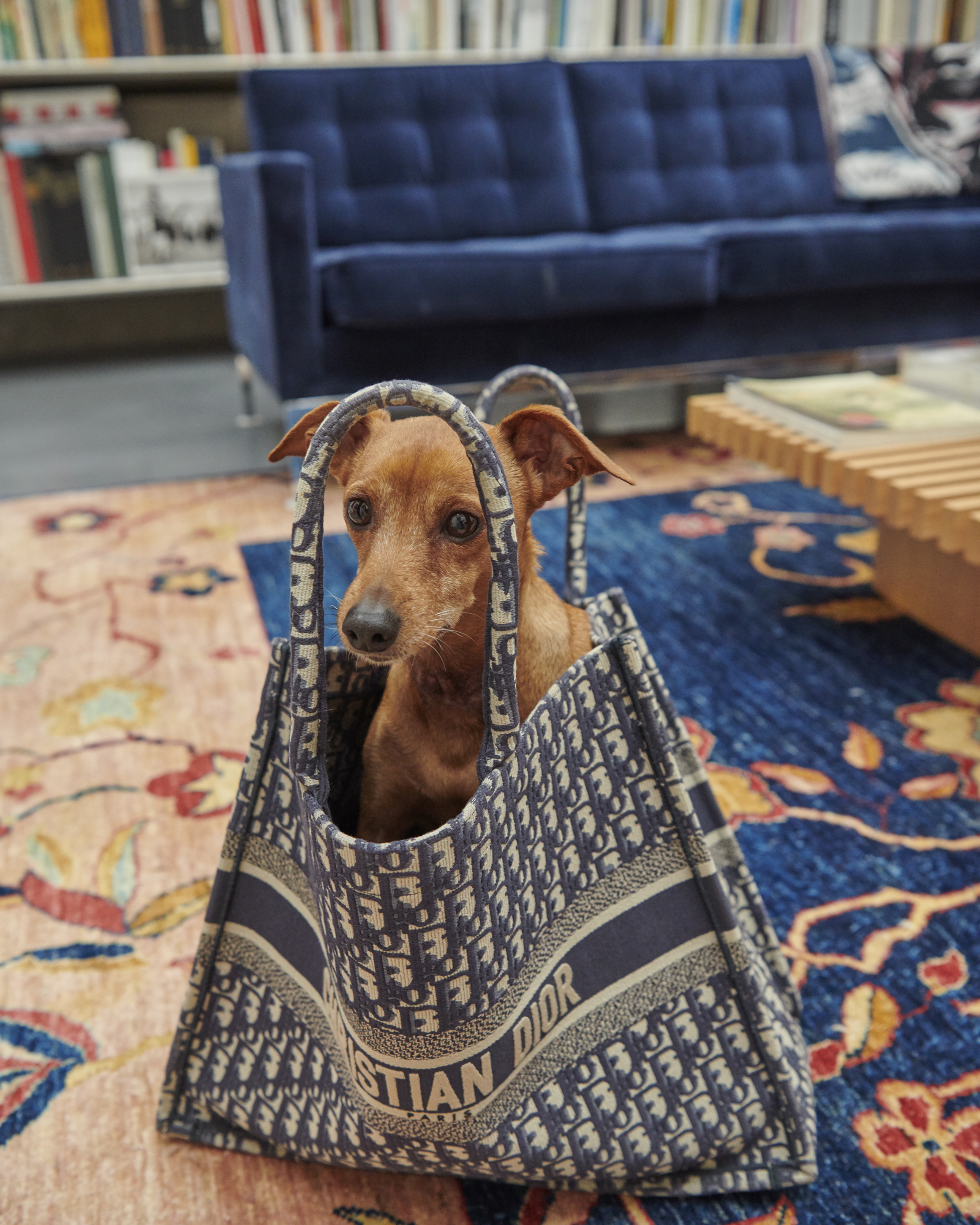 Small brown dog sits inside a blue and white Christian Dior tote bag in an indoor setting with a bookshelf and couch in the background.