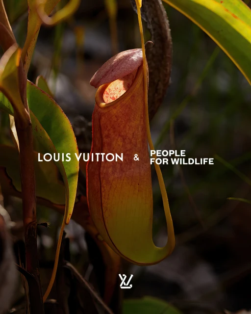 Dramatic close-up captures a red and yellow pitcher plant, framed by blurred green foliage, alongside text for Louis Vuitton and Wildlife conservation.
