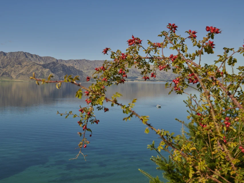 Scenic view of a turquoise lake surrounded by mountains with a rosehip bush in the foreground against a clear blue sky.