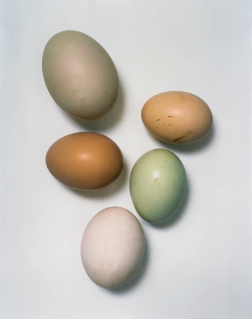 Overhead shot displaying five multi-colored eggs arranged together on a plain white surface with soft, diffused studio lighting.