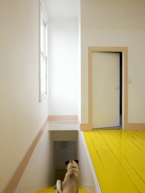 Dog stands at the top of yellow stairs leading to a basement; white walls and a door are also visible in this interior shot.