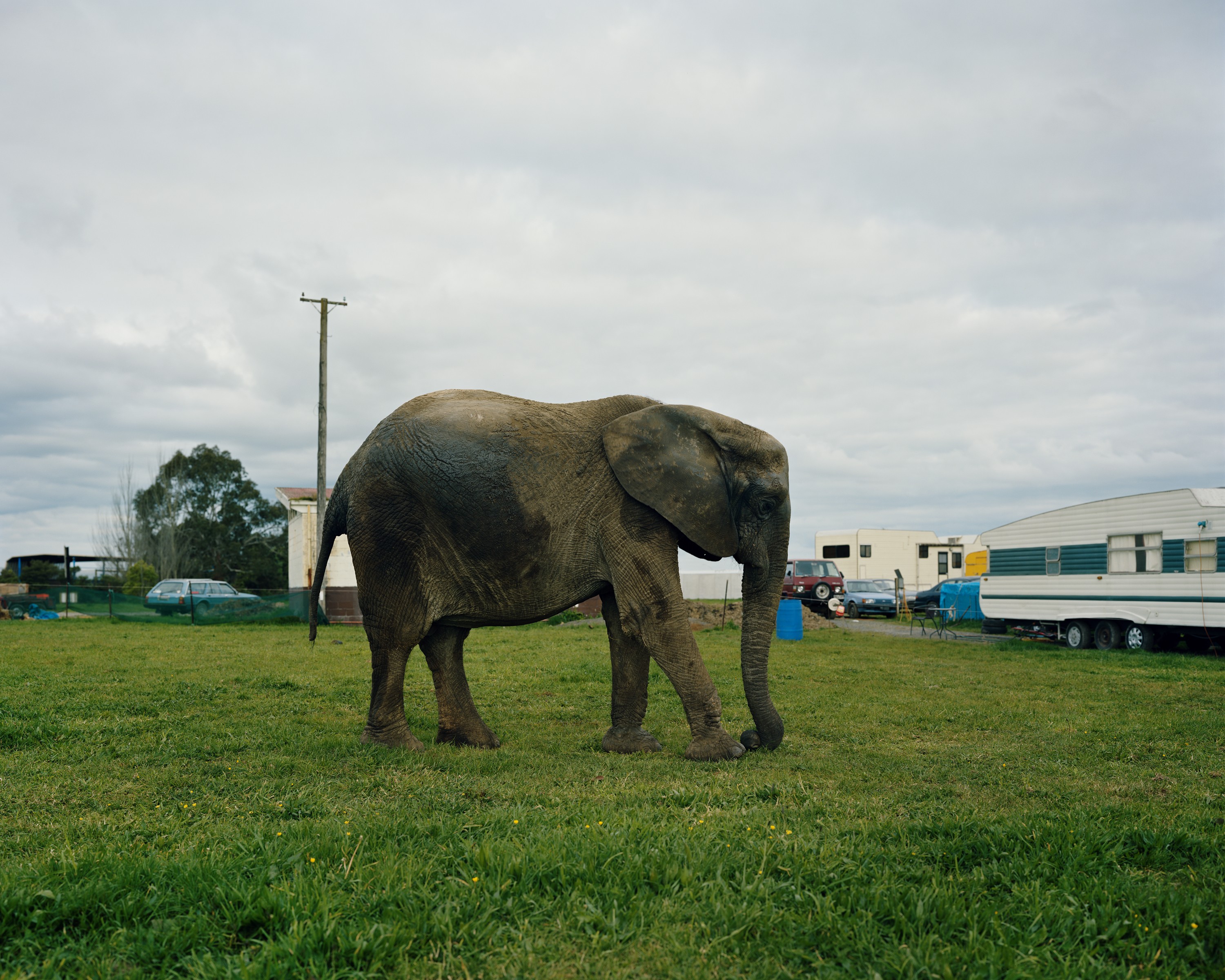 A grey African elephant walks in a green grass field on a cloudy day, with travel trailers parked in the background.