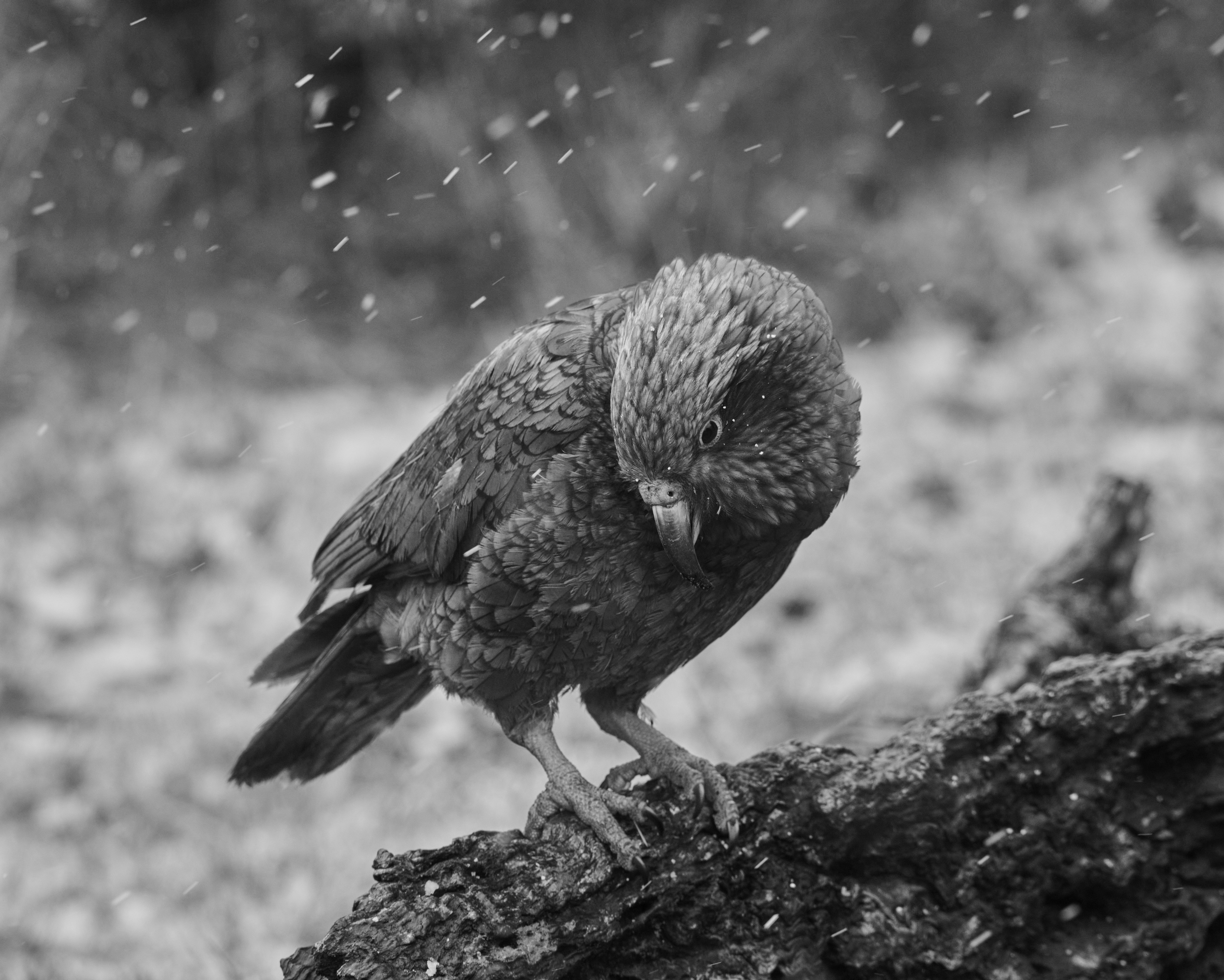Monochrome image of a brown kea bird perched on a branch with snow falling in the background in a natural setting.