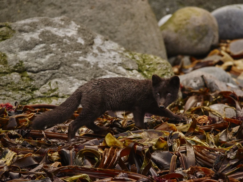 Arctic fox walking through brown seaweed near large grey rocks in a natural wildlife setting, focused and detailed.