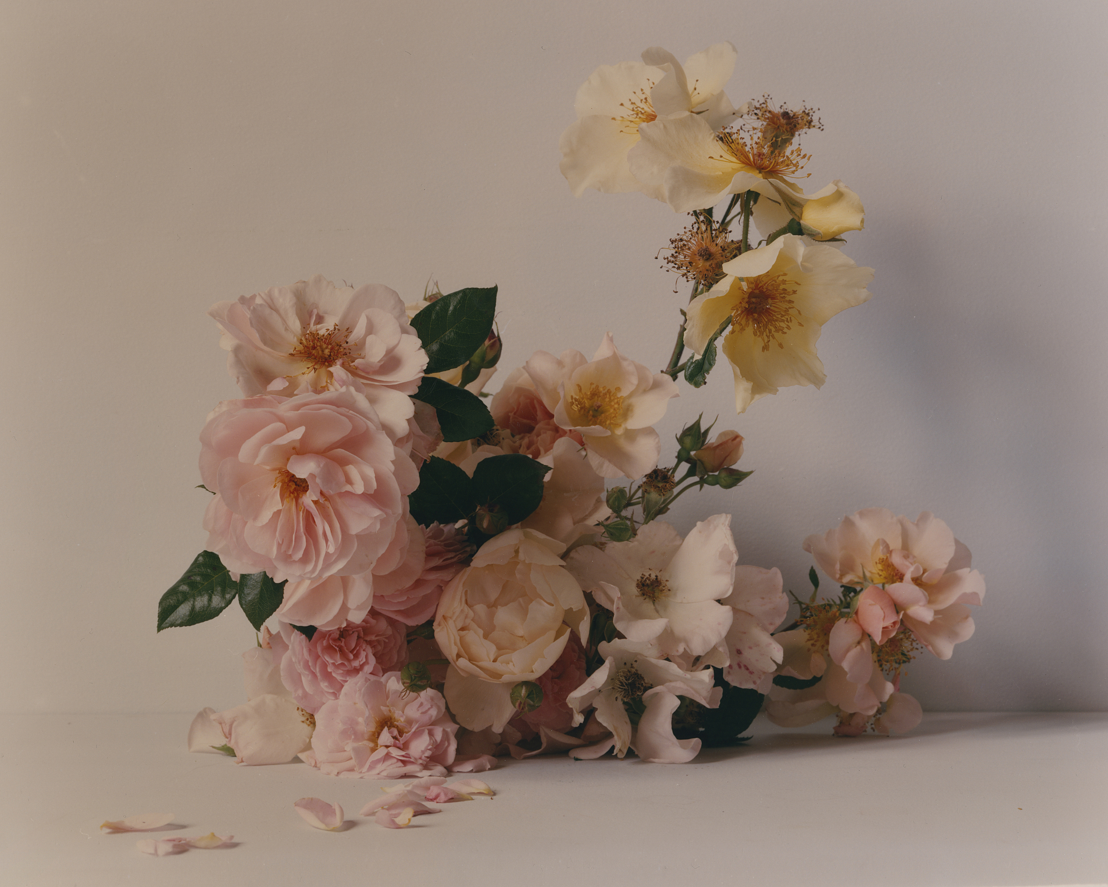 Floral arrangement with peach and cream colored roses and green leaves against a cream background, soft light, petals on surface.