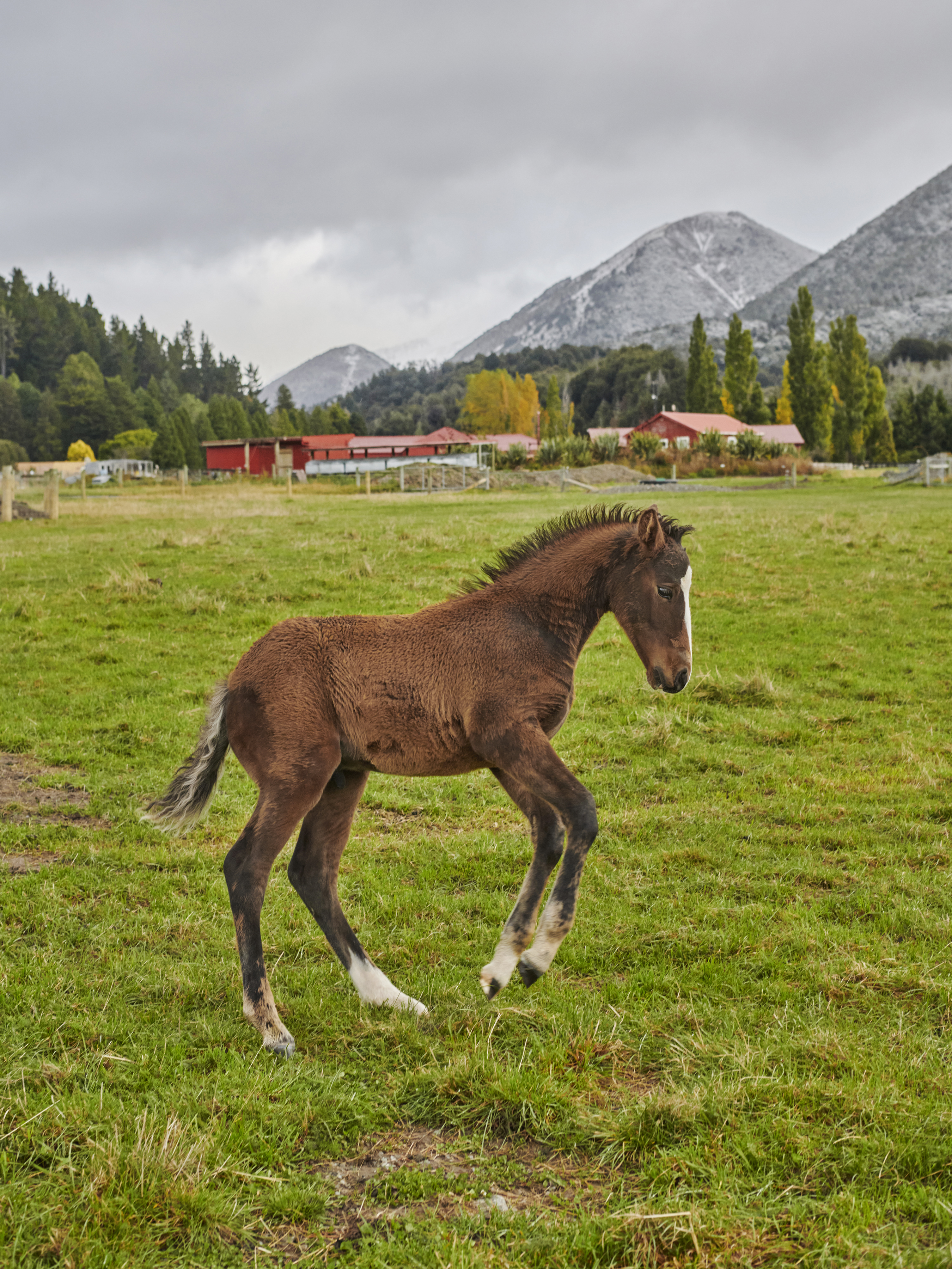 Young brown horse frolics on a lush green field, backed by snow-capped mountains and red-roofed buildings under an overcast sky.
