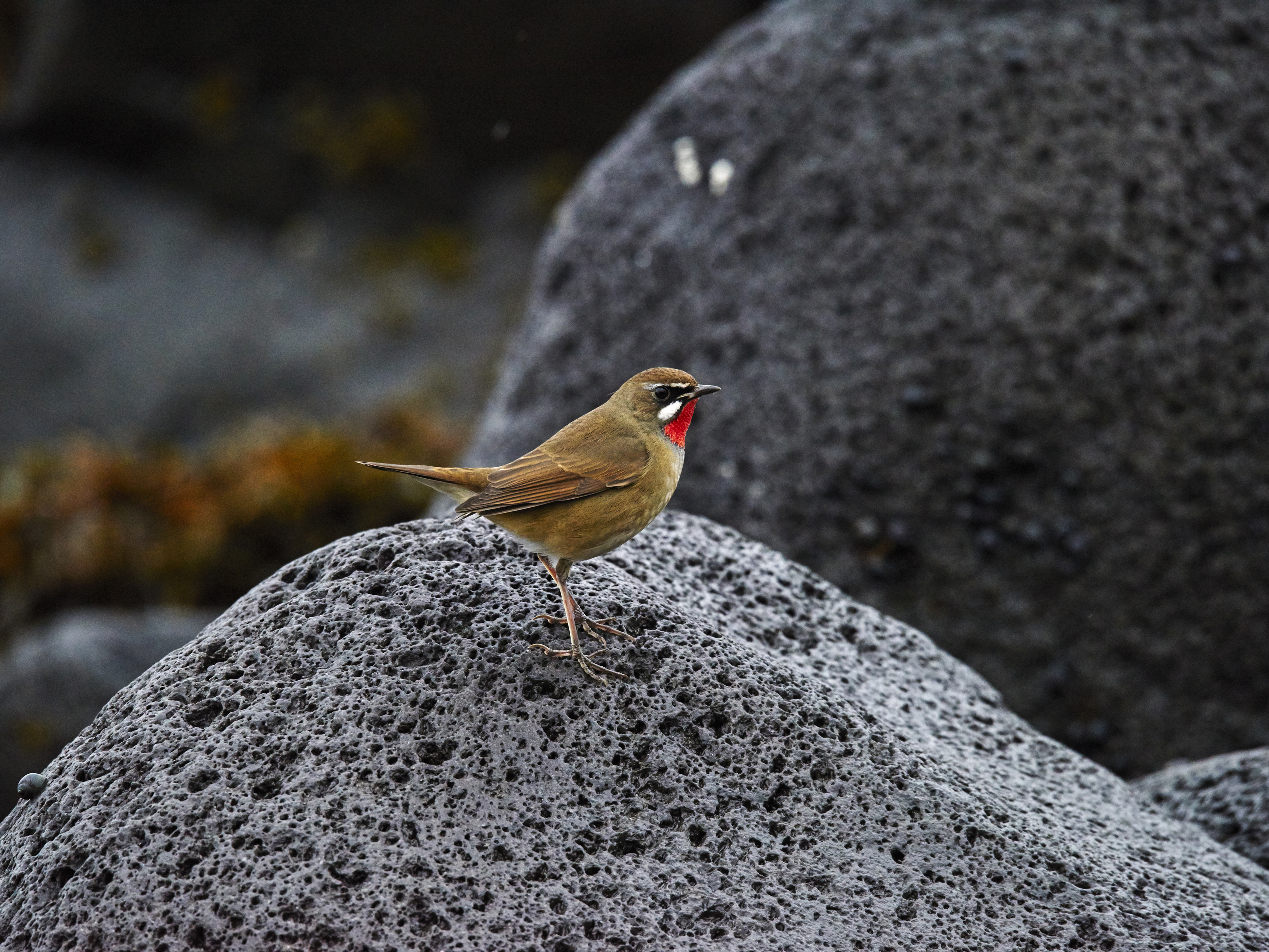 Close-up of a small bird with brown and red plumage perched on a textured gray rock with blurred vegetation in the background.