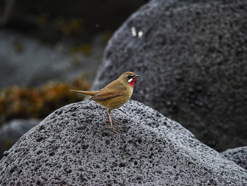 Close-up of a small bird with brown and red plumage perched on a textured gray rock with blurred vegetation in the background.