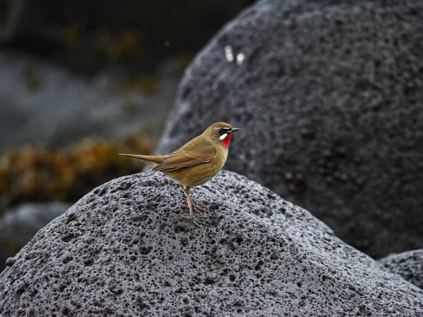 Close-up of a small bird with brown and red plumage perched on a textured gray rock with blurred vegetation in the background.