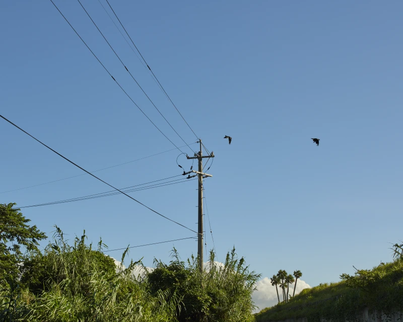 Two birds flying near a utility pole with power lines against a clear blue sky with lush green vegetation in the foreground.