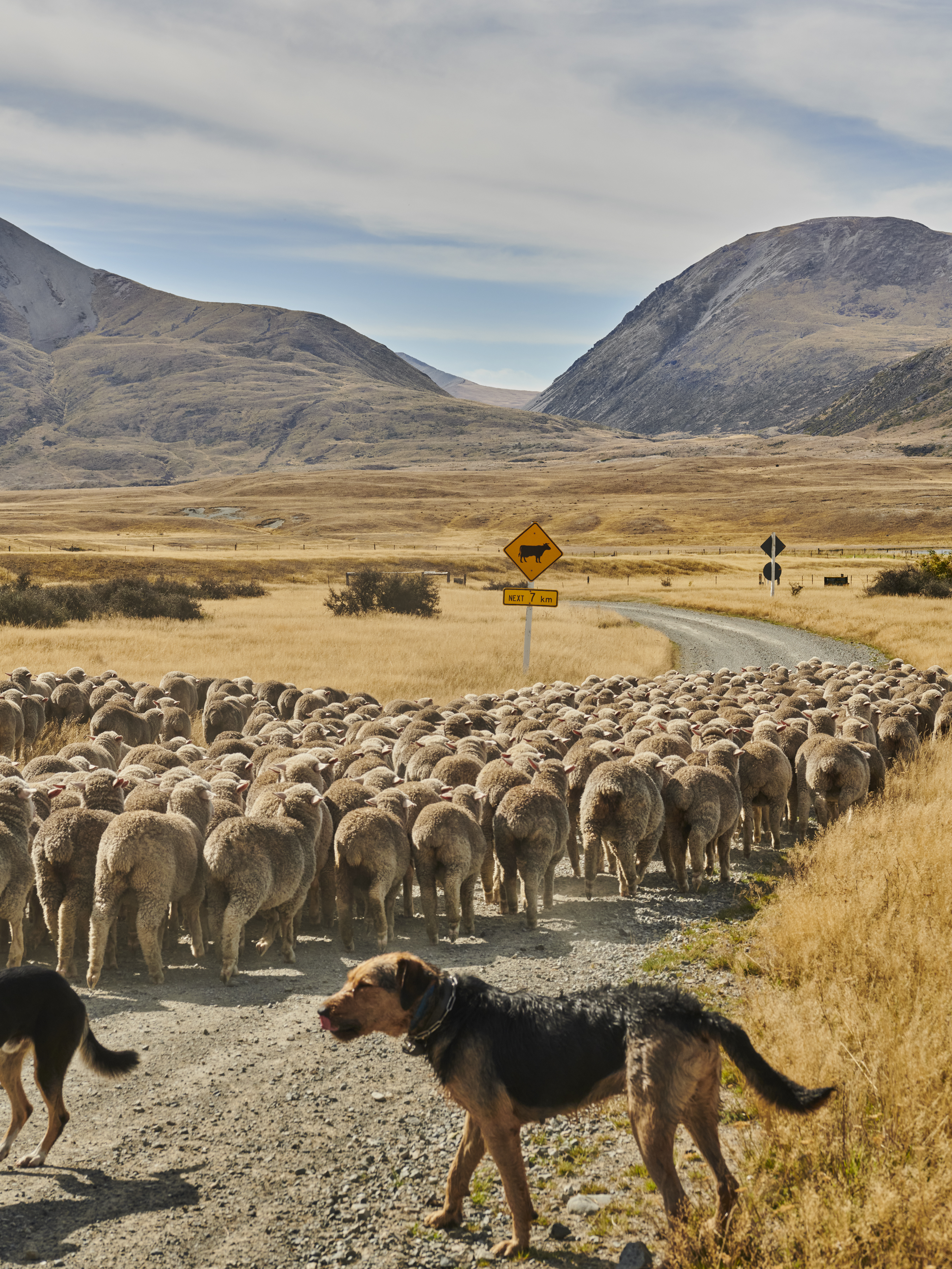 A large herd of sheep crossing a dirt road, guided by two dogs, with dry grass fields and mountains in the background under a sunny sky.