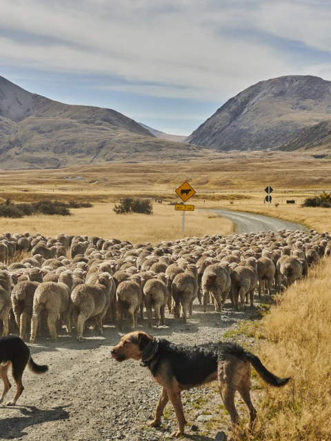 A large herd of sheep crossing a dirt road, guided by two dogs, with dry grass fields and mountains in the background under a sunny sky.