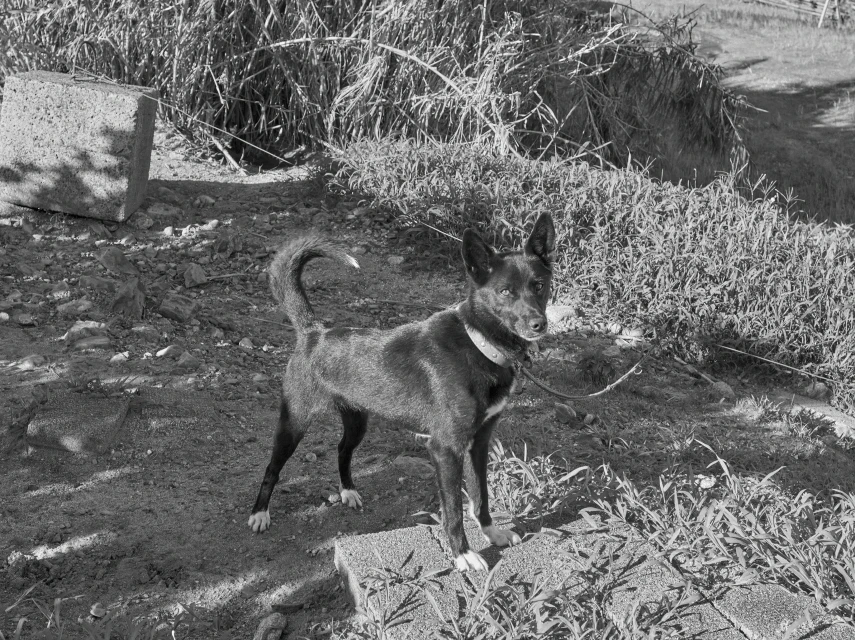 Monochrome portrait of a black dog standing outdoors on a concrete slab, collared and leashed in a grassy, rocky, outdoor setting.