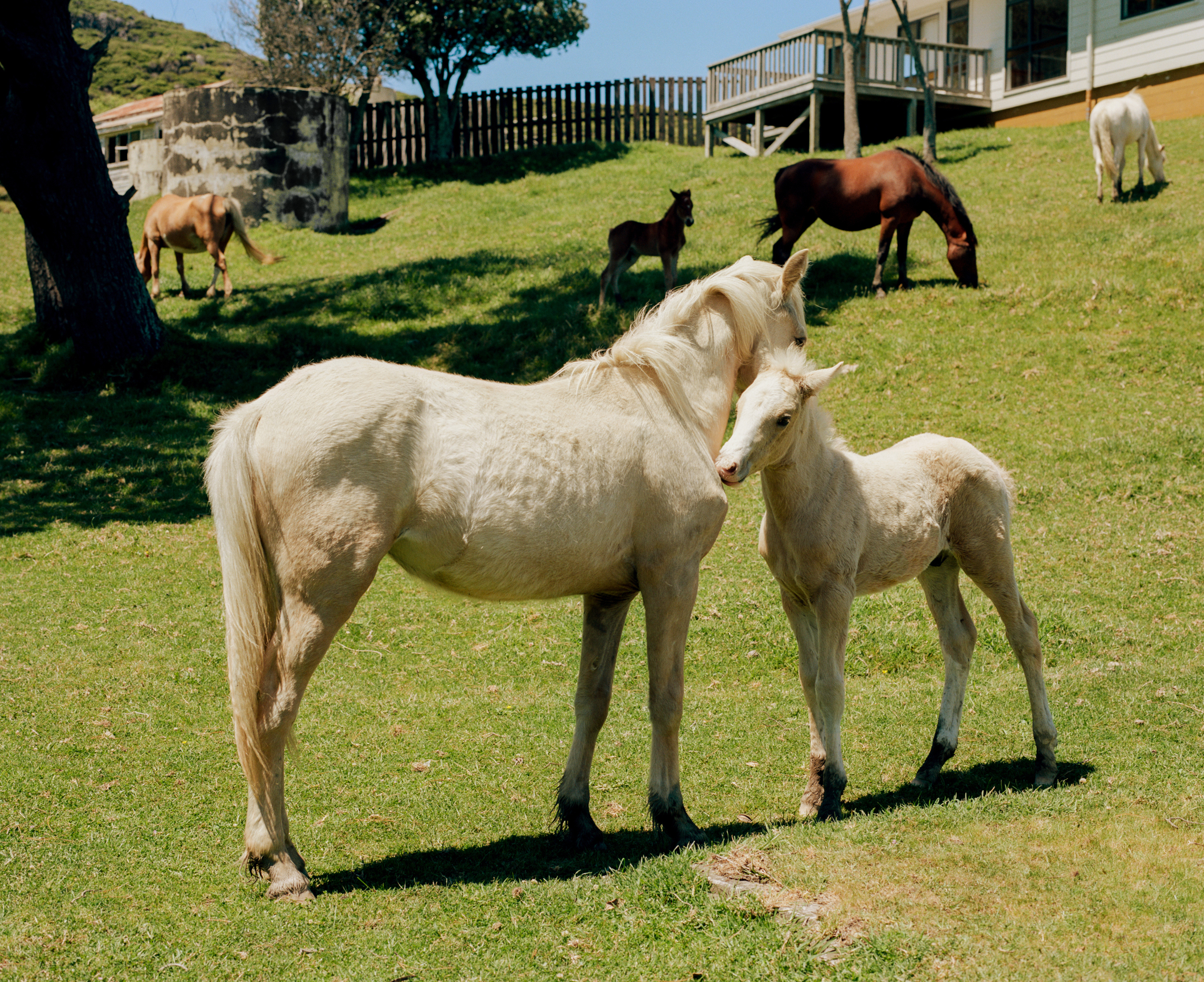 Two light brown horses, one adult and one foal, standing in a green field, with other horses grazing in the background on a sunny day.
