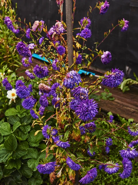 Close-up of vibrant purple aster flowers in full bloom, set against a backdrop of lush green leaves and dark wooden fencing.