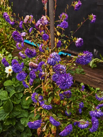 Close-up of vibrant purple aster flowers in full bloom, set against a backdrop of lush green leaves and dark wooden fencing.