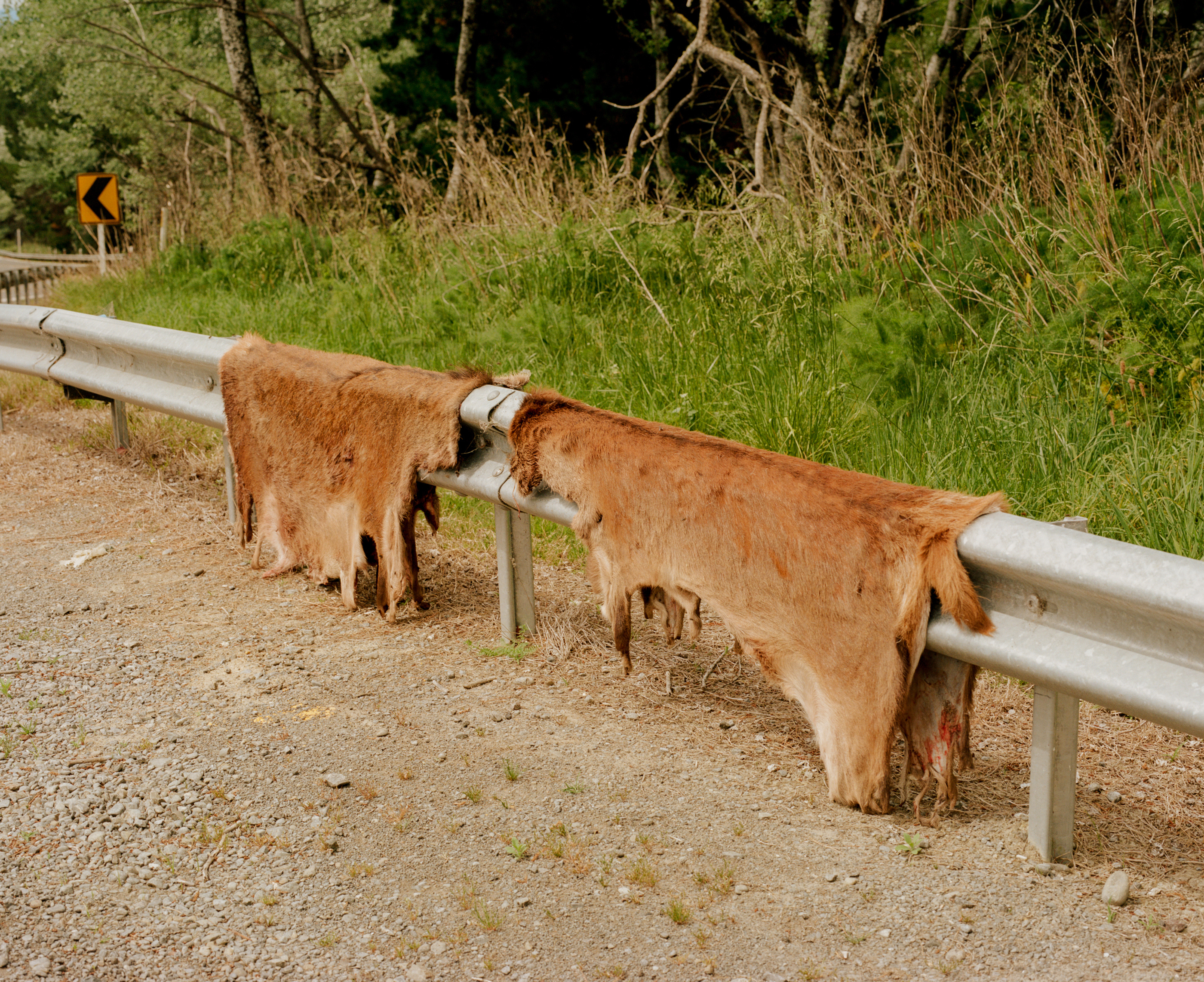 Two animal hides hang over a roadside guardrail next to green grass and trees on a sunny day, seemingly left to dry outdoors.